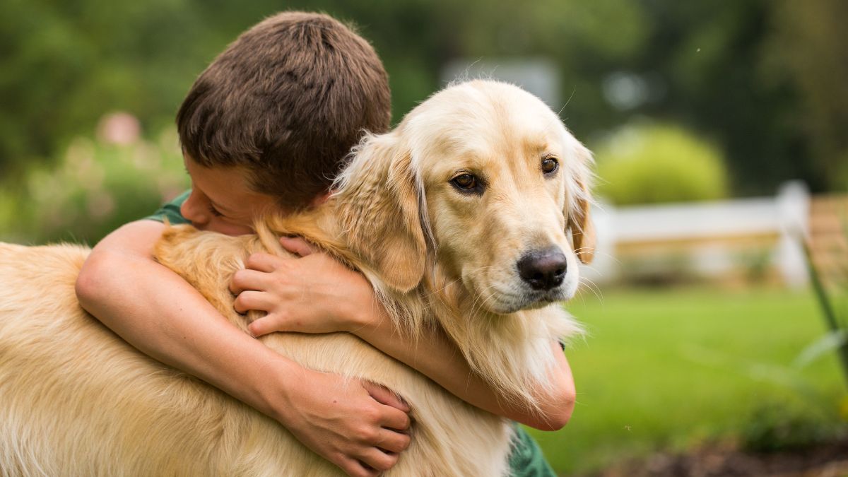 12 Dogs Who Are Perfect For Children 13 1 Golden Retriever