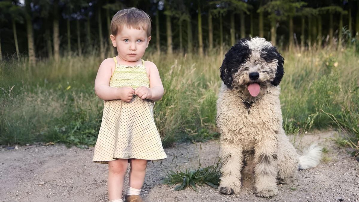 12 Dogs Who Are Perfect For Children 4 10 Portuguese Water Dogs