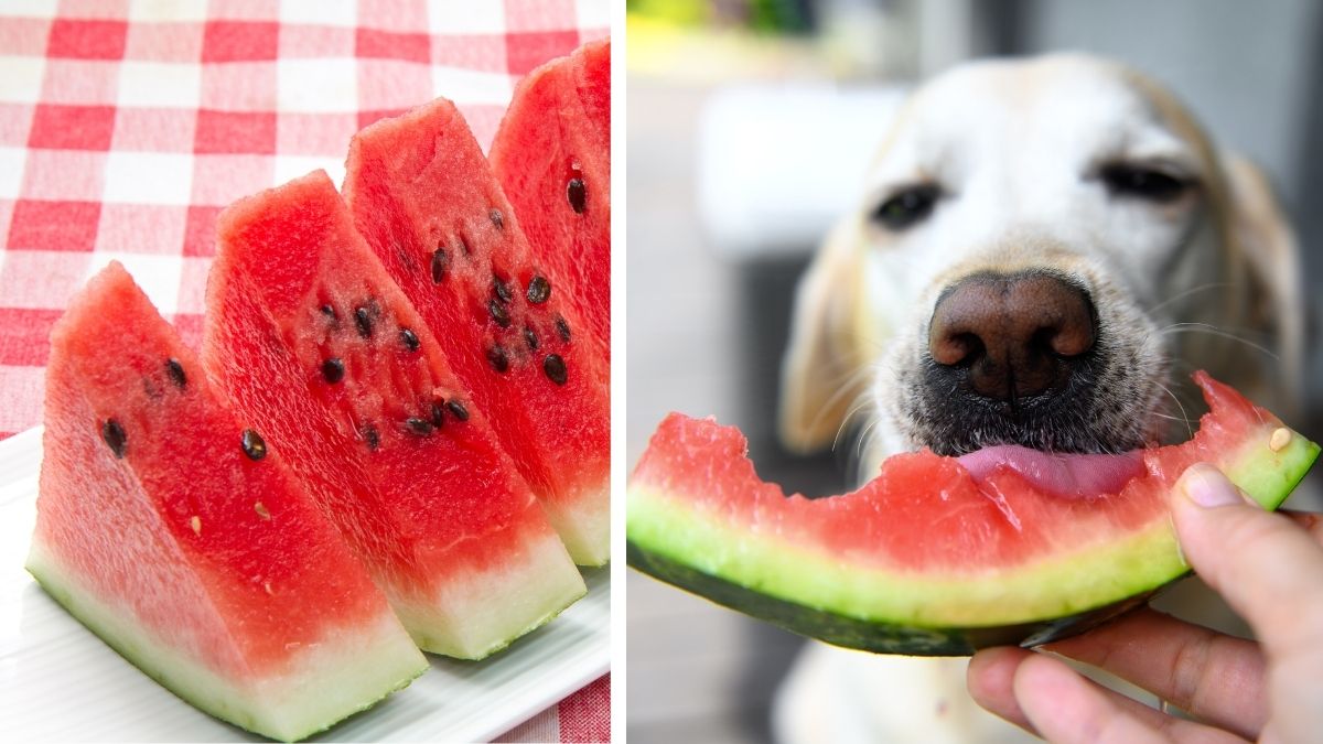 10 Fruits and Vegetables You Should Feed Your Dog this Summer 2 10. Watermelon