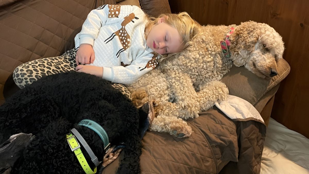 12 Dogs Who Are Perfect For Children 3 11 Standard Poodle