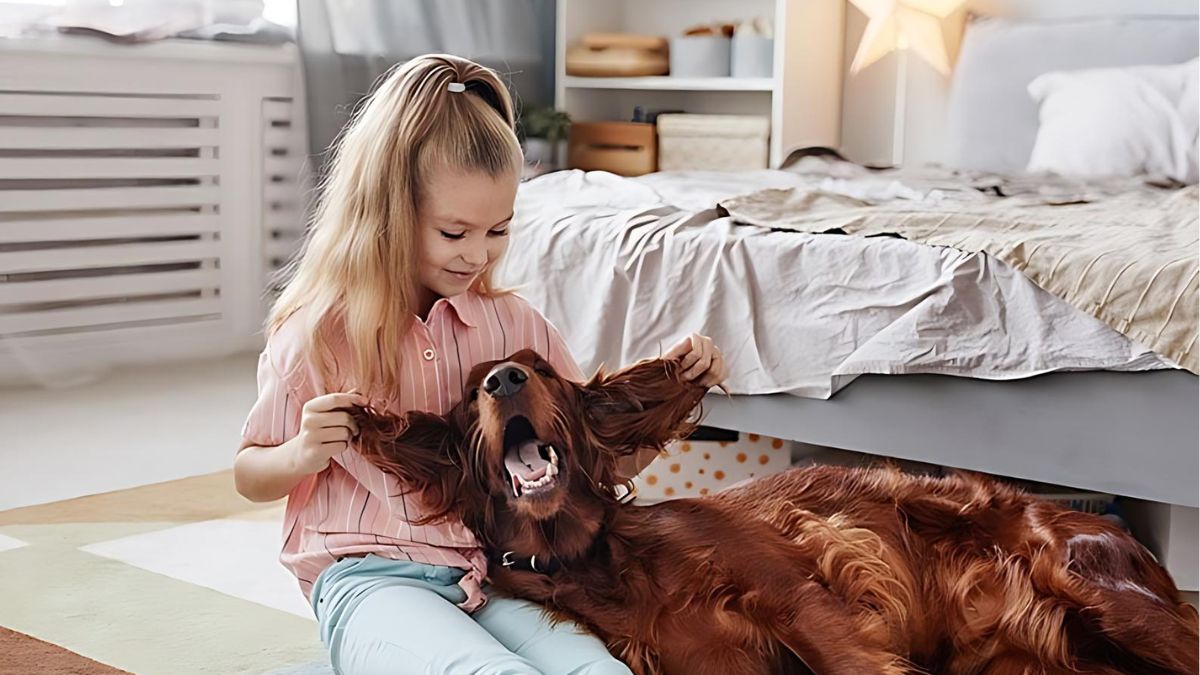 12 Dogs Who Are Perfect For Children 12 2 Irish Setter