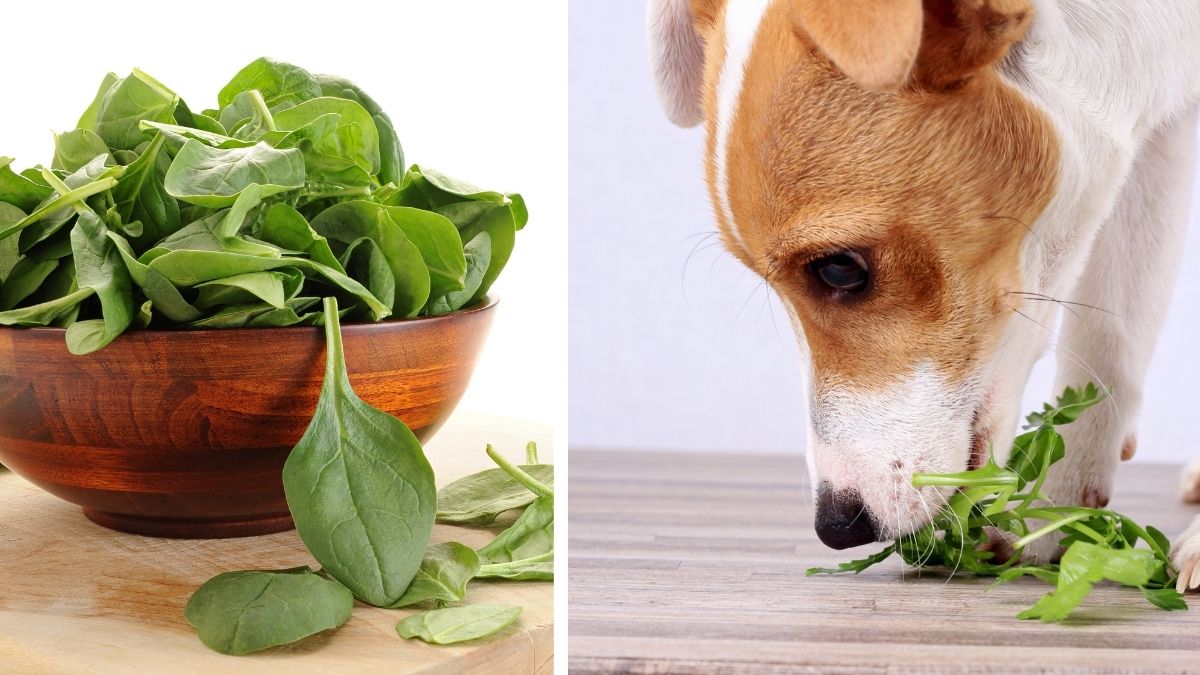 10 Fruits and Vegetables You Should Feed Your Dog this Summer 10 2. Spinach