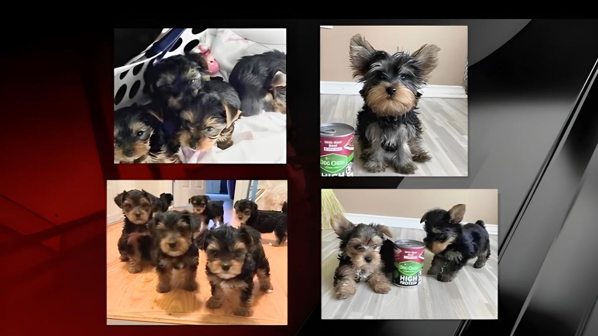 15 Dog Scams You Should Look Out For 10 2Dog Adoption Scam