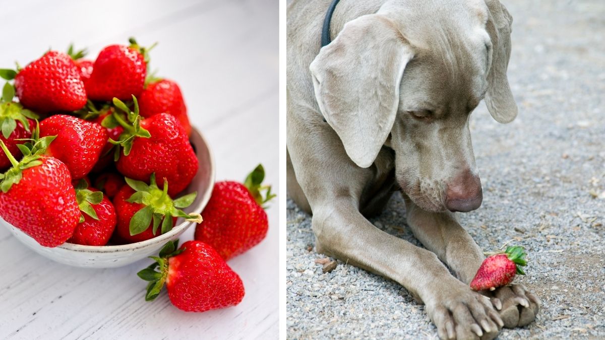10 Fruits and Vegetables You Should Feed Your Dog this Summer 9 3. Strawberries