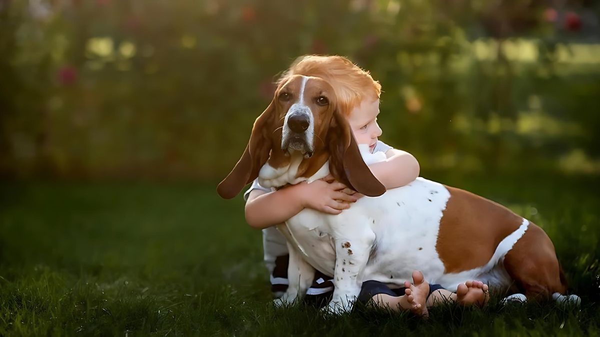 12 Dogs Who Are Perfect For Children 10 4 Basset Hound