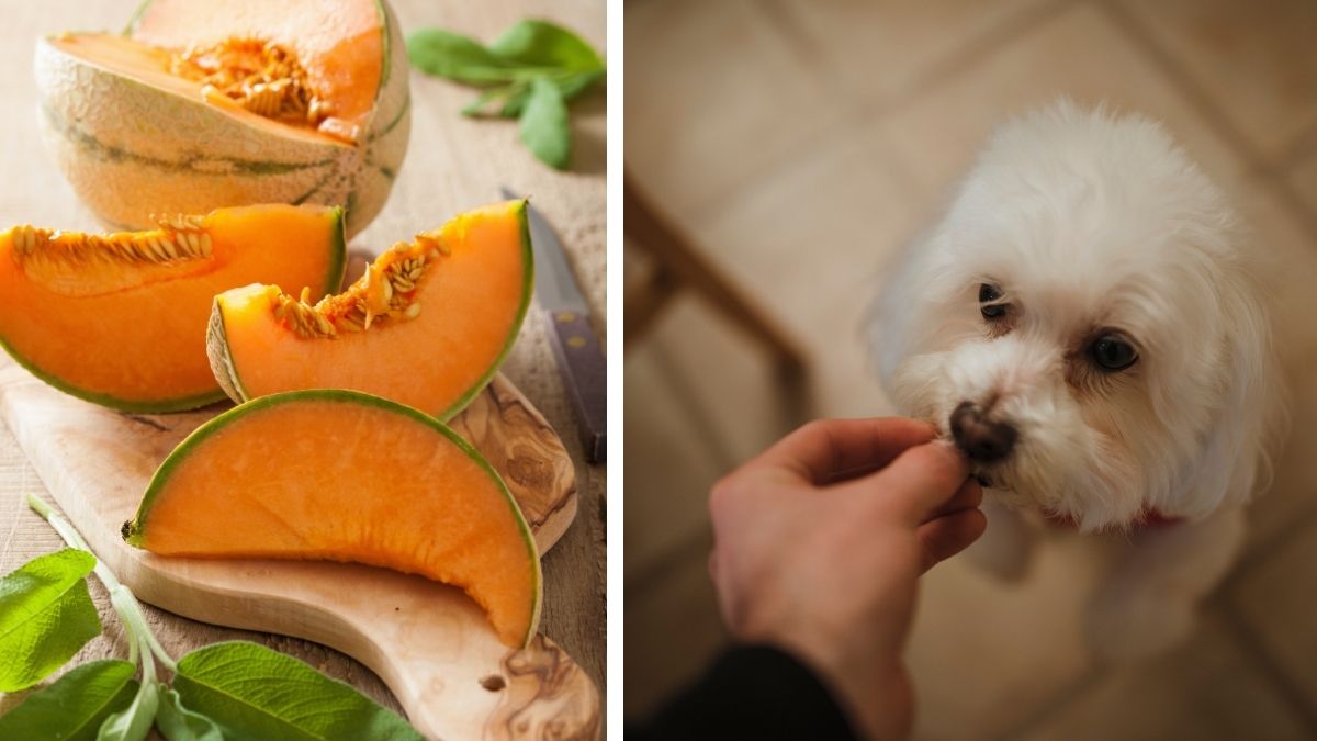 10 Fruits and Vegetables You Should Feed Your Dog this Summer 8 4. Cantaloupe