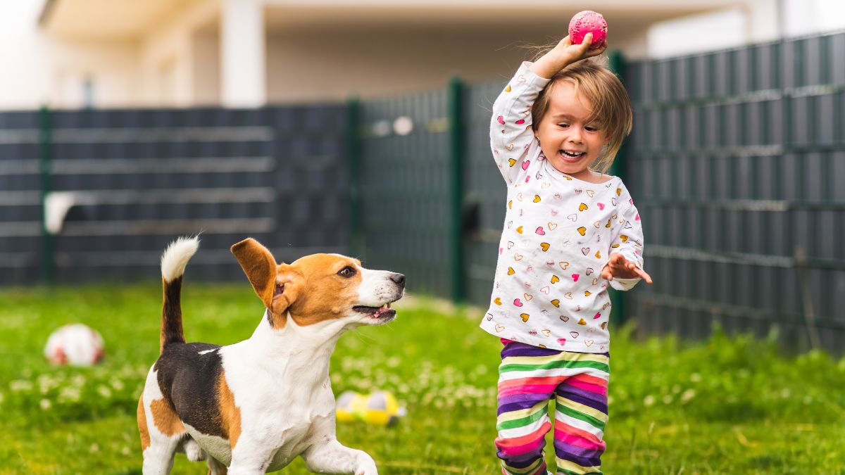 12 Dogs Who Are Perfect For Children 9 5 Beagle