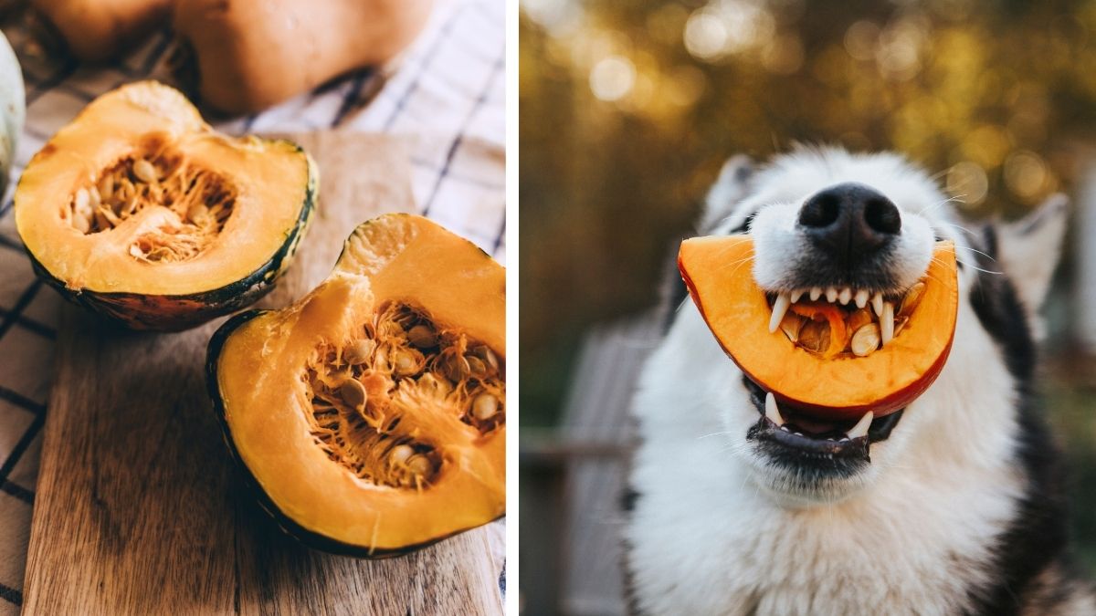 10 Fruits and Vegetables You Should Feed Your Dog this Summer 7 5. Pumpkin