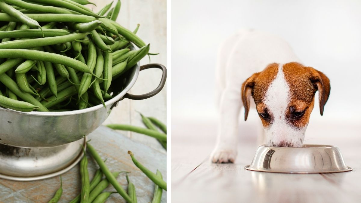 10 Fruits and Vegetables You Should Feed Your Dog this Summer 6 6. Green Beans