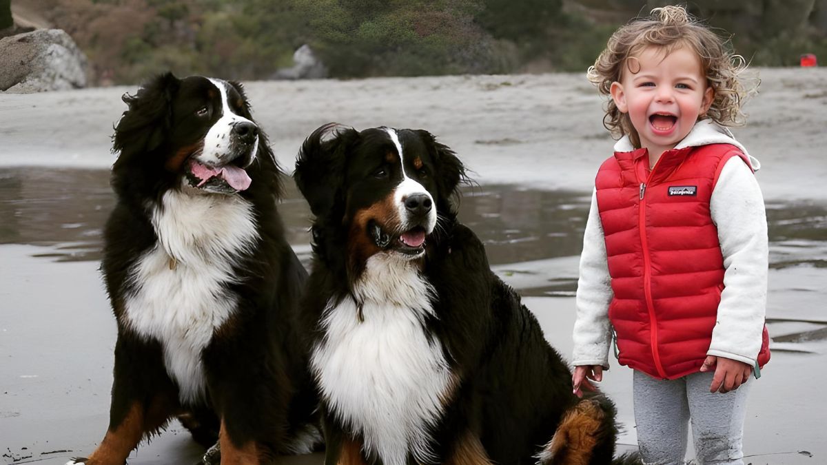 12 Dogs Who Are Perfect For Children 7 7 Bernese Mountain Dog