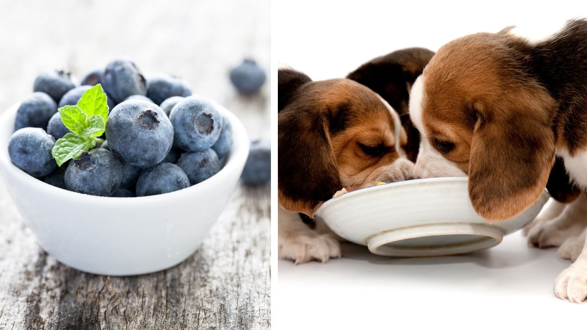 10 Fruits and Vegetables You Should Feed Your Dog this Summer 3 9. Blueberries