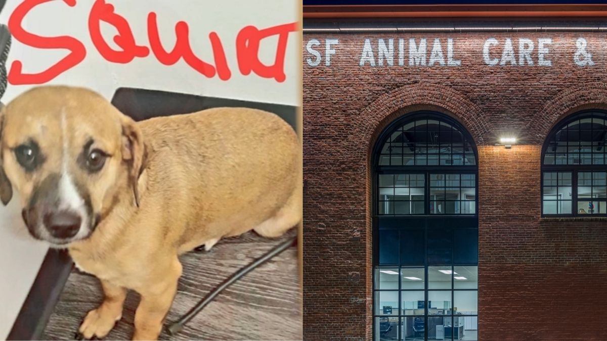 15 Dog Scams You Should Look Out For 11 Animal Control Impostors