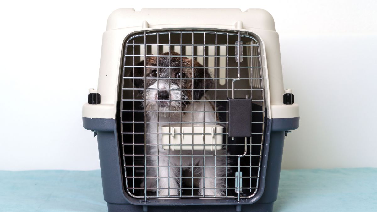 15 Dog Scams You Should Look Out For 4 Dog Shipping Scam