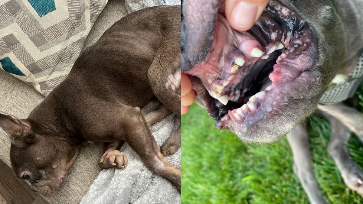 15 Dog Scams You Should Look Out For 16 Dog Trainer Scam Abuse