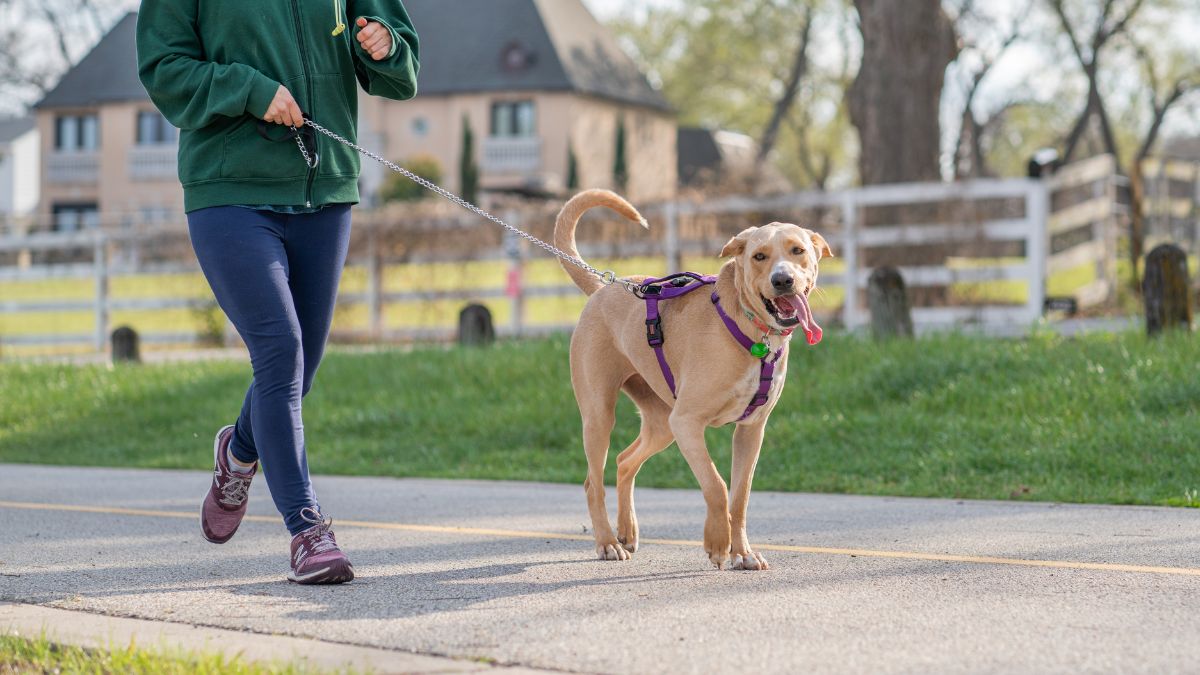 Mood Mirror: How Dogs Reflect Human Stress of Owners 3 Dog Walking