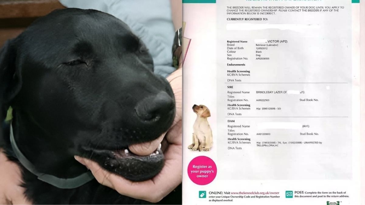 15 Dog Scams You Should Look Out For 12 Dogfishing scam 1 1