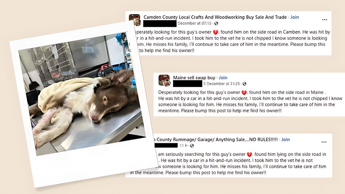 15 Dog Scams You Should Look Out For 7 Injured Dog Posts