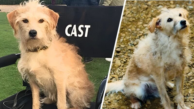 Meet Bobby: The Rescue Dog Who Became a Hollywood Star 7 Meet Bobby: The Rescue Dog Who Became a Hollywood Star