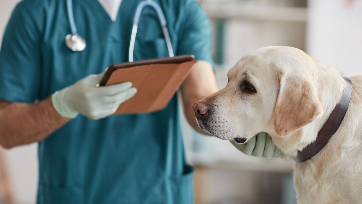 15 Dog Scams You Should Look Out For 8 Pet Insurance Scam