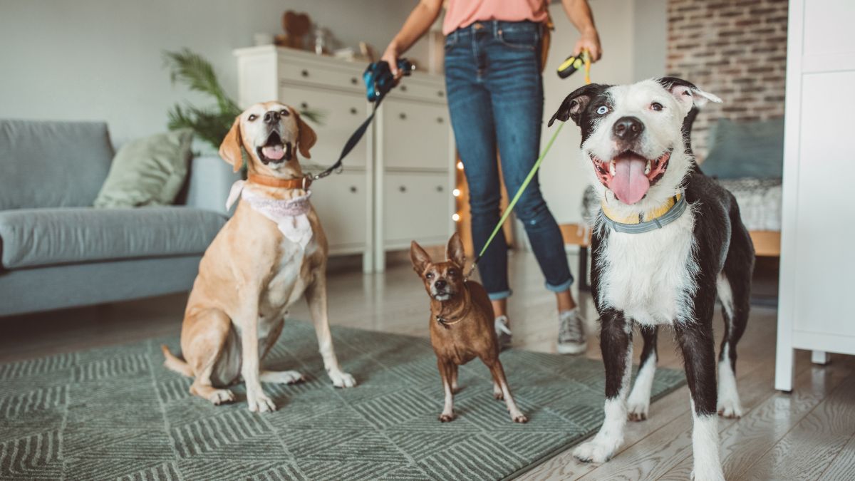 15 Dog Scams You Should Look Out For 6 Pet sitter scam
