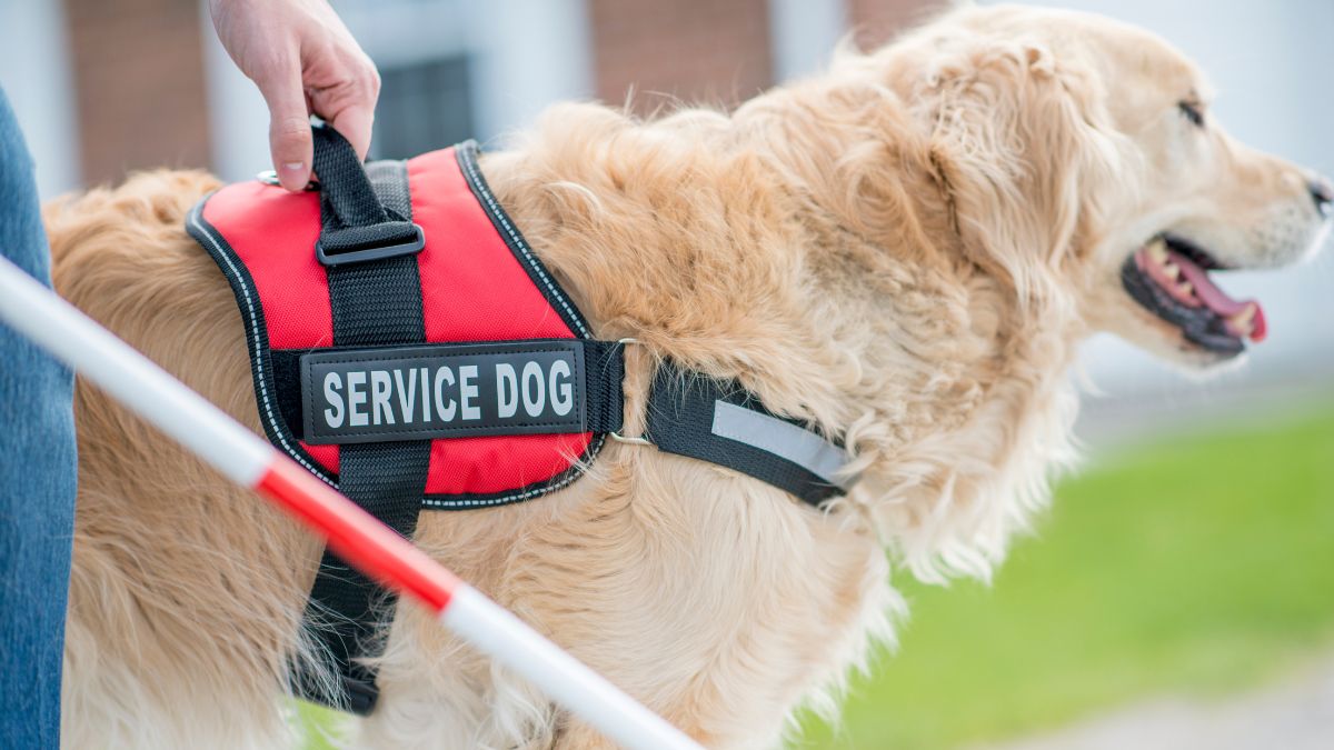 15 Dog Scams You Should Look Out For 14 Service Dog Scam