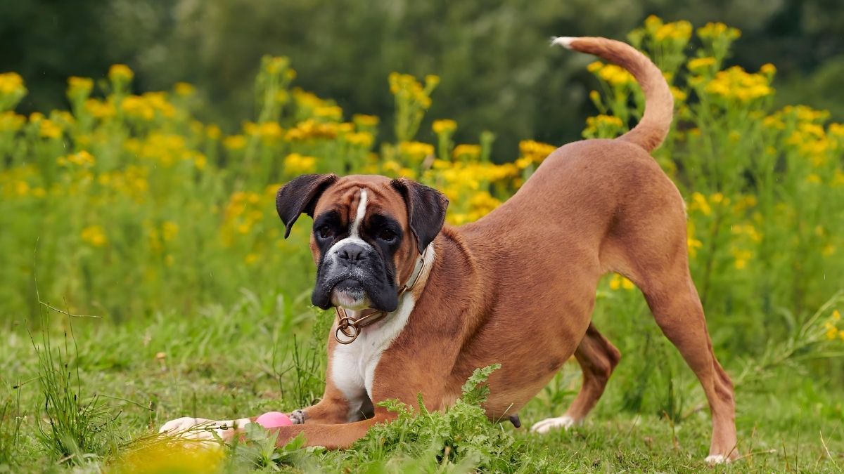 Top 10 Dog Breeds With The Highest Cancer Rate 11 Boxer