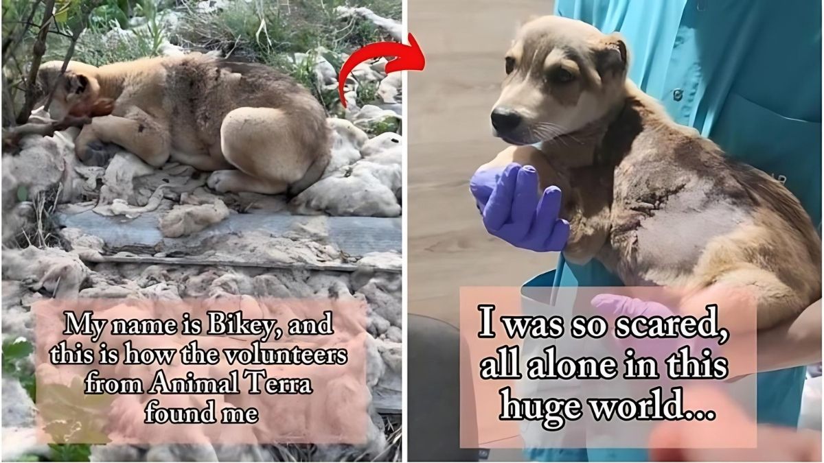 12 Dog Stories That Will Anger You 13 Tortured Puppy With Broken Ribs And Cut-Off Ears Rescued