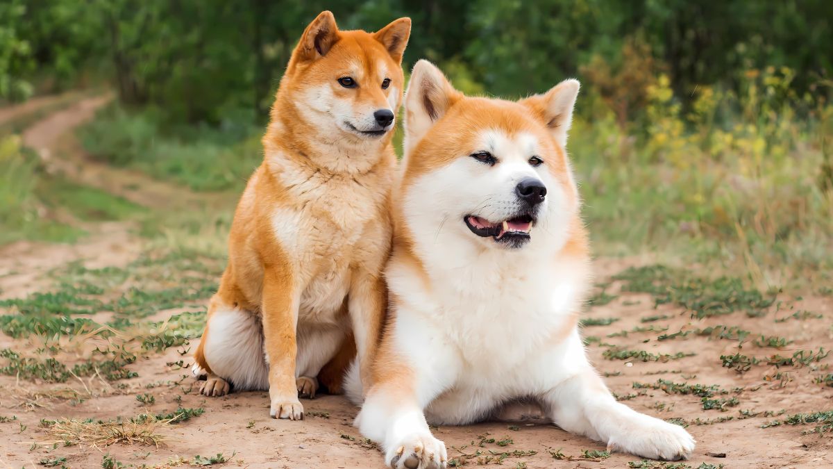 These 10 Dog Breeds Should NOT Be Around Small Children 2 Akita