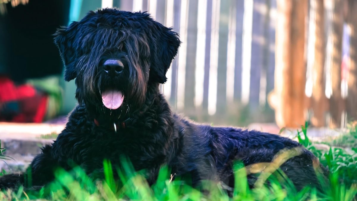 Top 10 Dog Breeds With The Highest Cancer Rate 2 Bouvier des Flandres