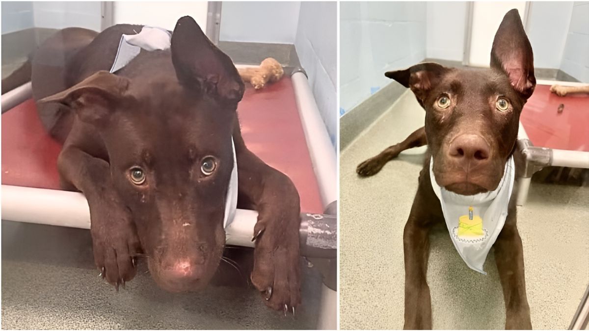 12 Dog Stories That Will Anger You 4 10. Dog Spends 1st Birthday In A Shelter