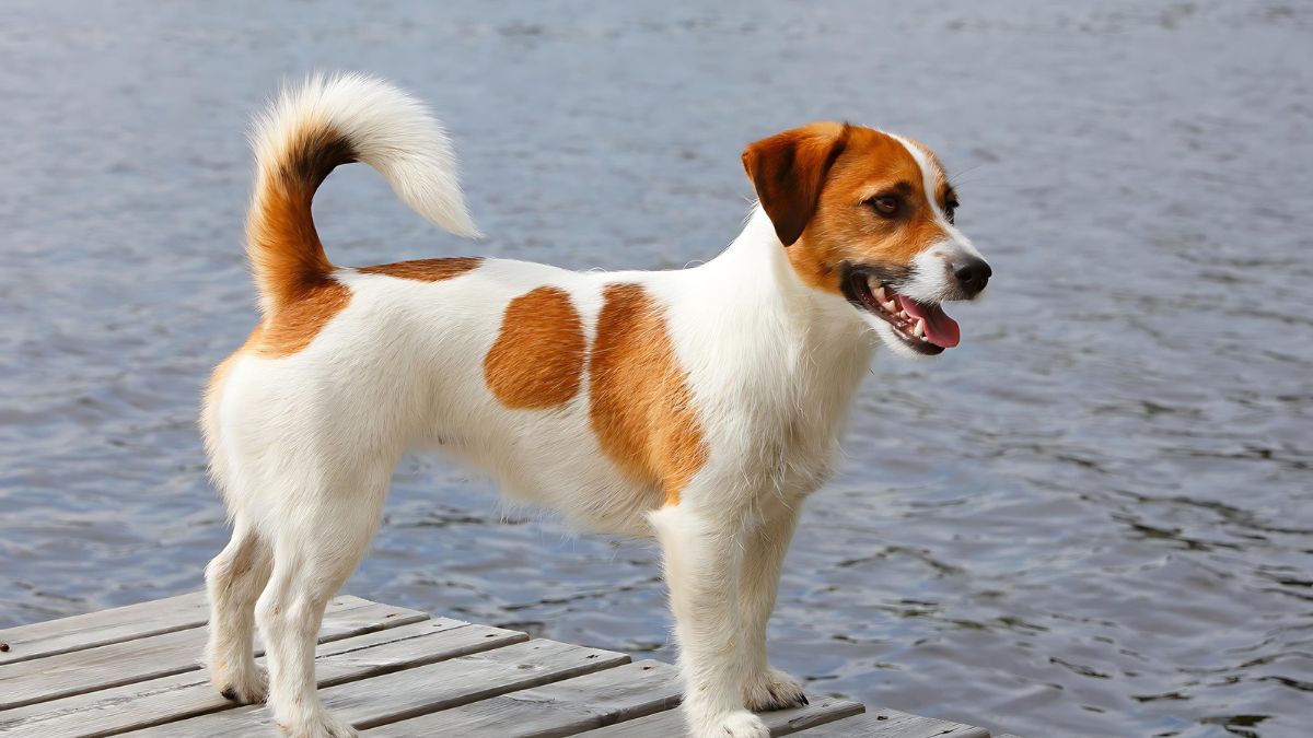 12 Dog Breeds That Live The Longest 4 Russel Terrier