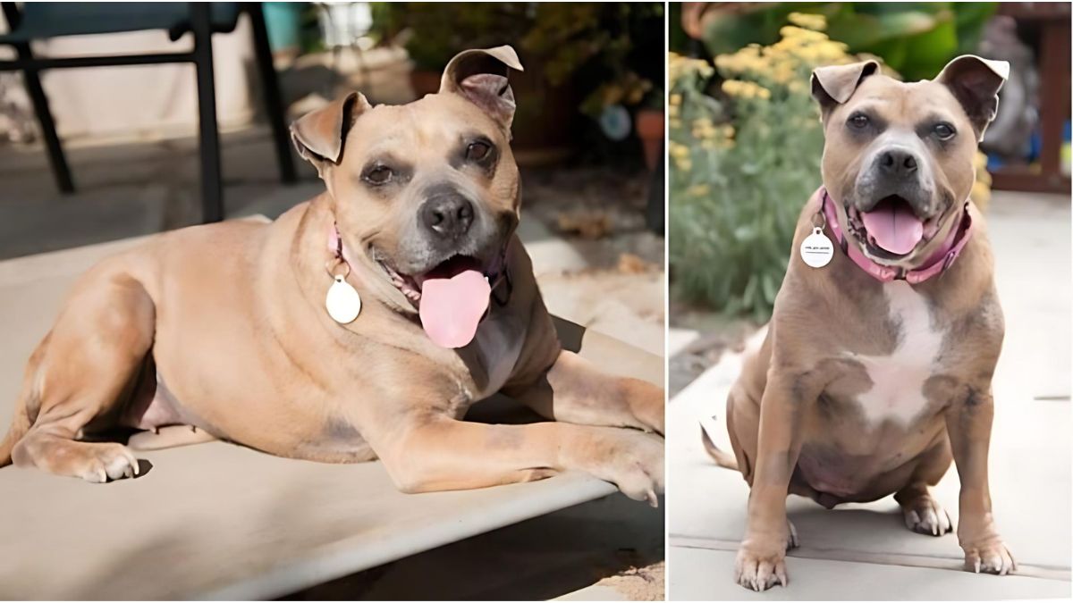 12 Dog Stories That Will Anger You 3 Baby Boo is looking for a second chance at life