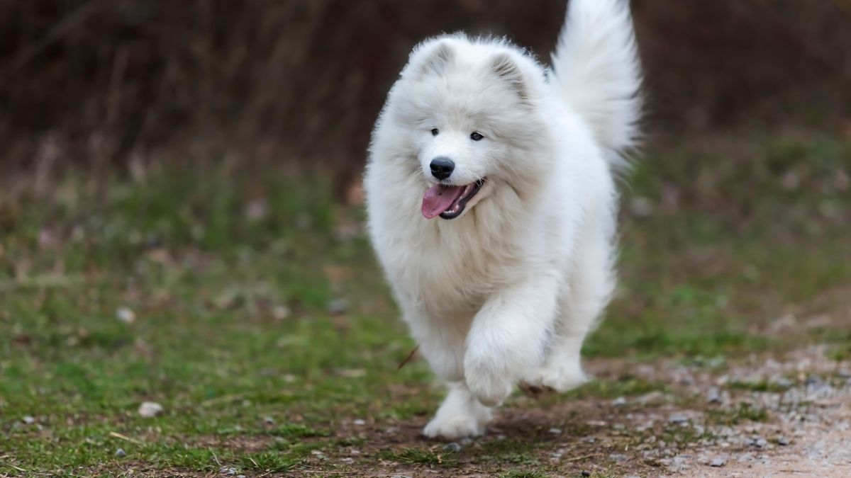 12 Dog Breeds That Live The Longest 3 Samoyed