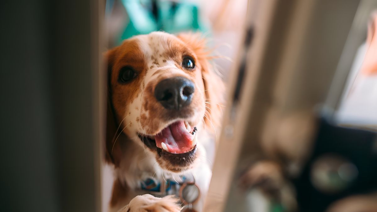 12 Signs Your Dog Loves You 3 They Wait For You At The Door