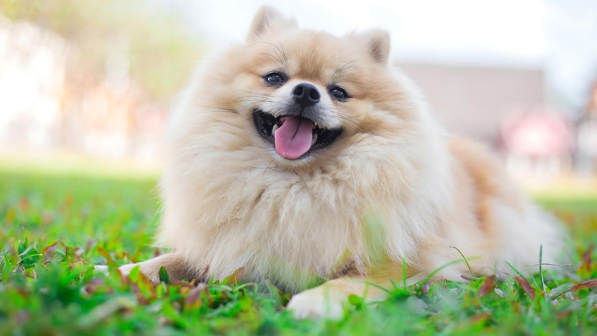 12 Dog Breeds That Live The Longest 2 Pomeranian