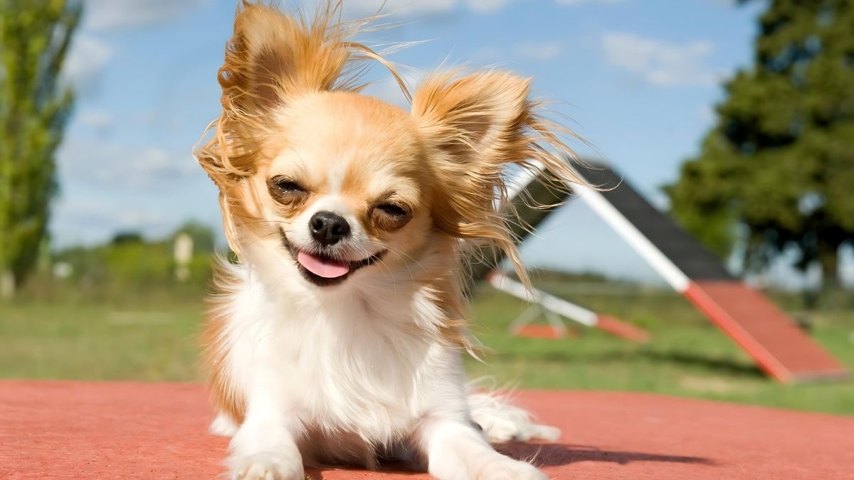 12 Dog Breeds That Live The Longest 12 Chihuahua
