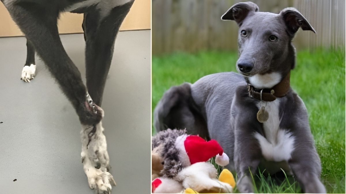 12 Dog Stories That Will Anger You 12 Dog With Exposed Metal Plate On Leg Due To Neglect