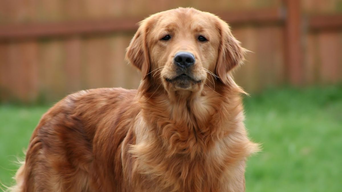 Top 10 Dog Breeds With The Highest Cancer Rate 10 Golden Retriever