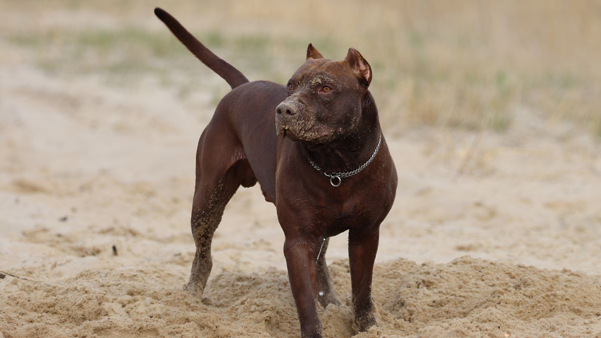 These 10 Dog Breeds Should NOT Be Around Small Children 10 Pit Bull