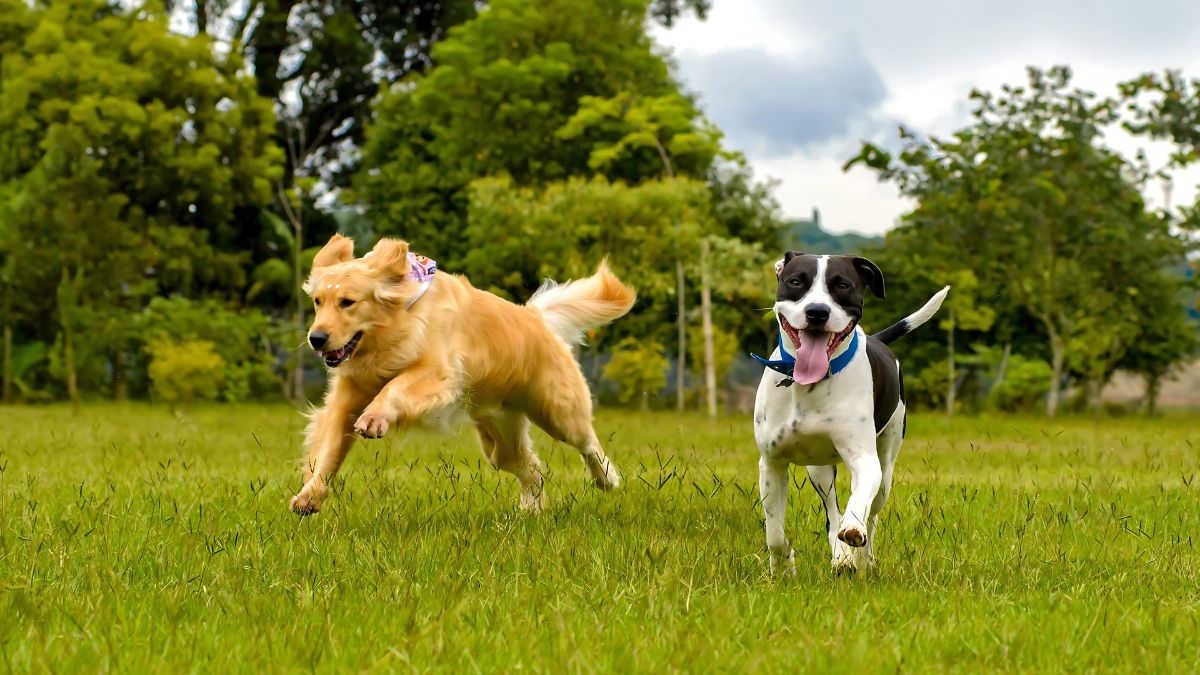 12 Signs Your Dog Loves You 12 Zoom Zoom!