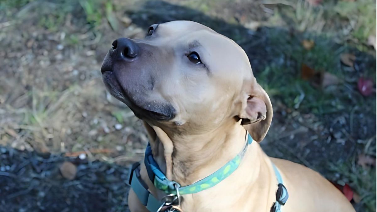 12 Dog Stories That Will Anger You 11 A Fighting Dog’s Bout For Survival