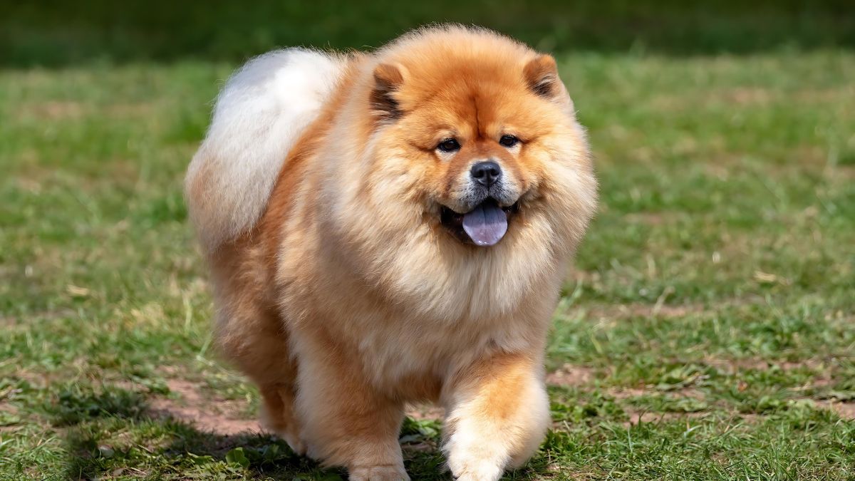 These 10 Dog Breeds Should NOT Be Around Small Children 9 3. Chow Chow