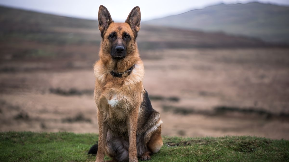 Top 10 Dog Breeds With The Highest Cancer Rate 9 German Shepherd