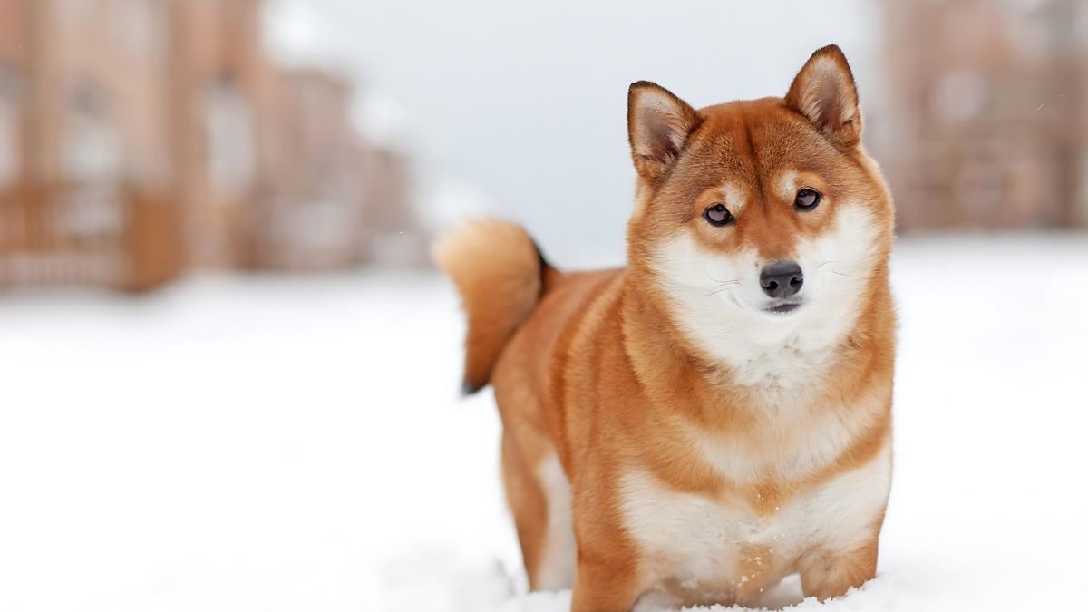 12 Dog Breeds That Live The Longest 11 Shiba Inu