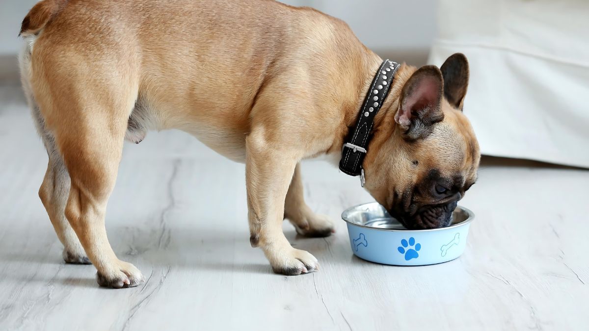 12 Signs Your Dog Loves You 11 You’re More Important Than Food