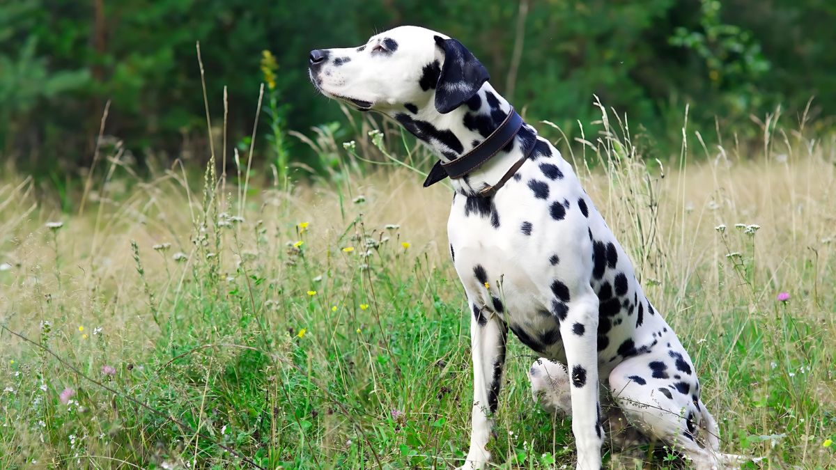 These 10 Dog Breeds Should NOT Be Around Small Children 5 Dalmatian