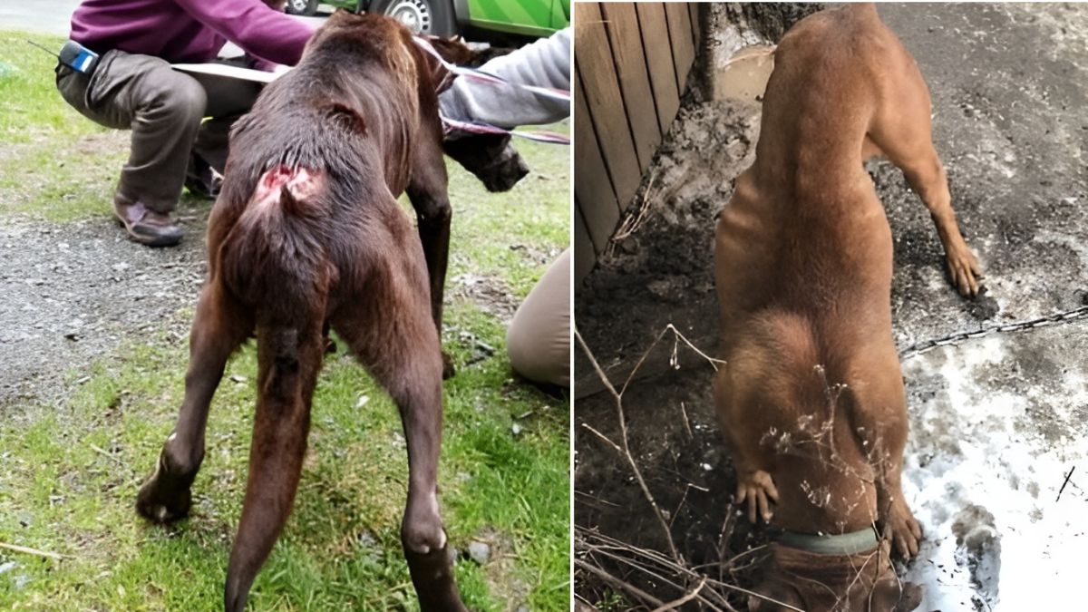 12 Dog Stories That Will Anger You 10 4. 13 Neglected Animals Rescued From A Life Of Cruelty