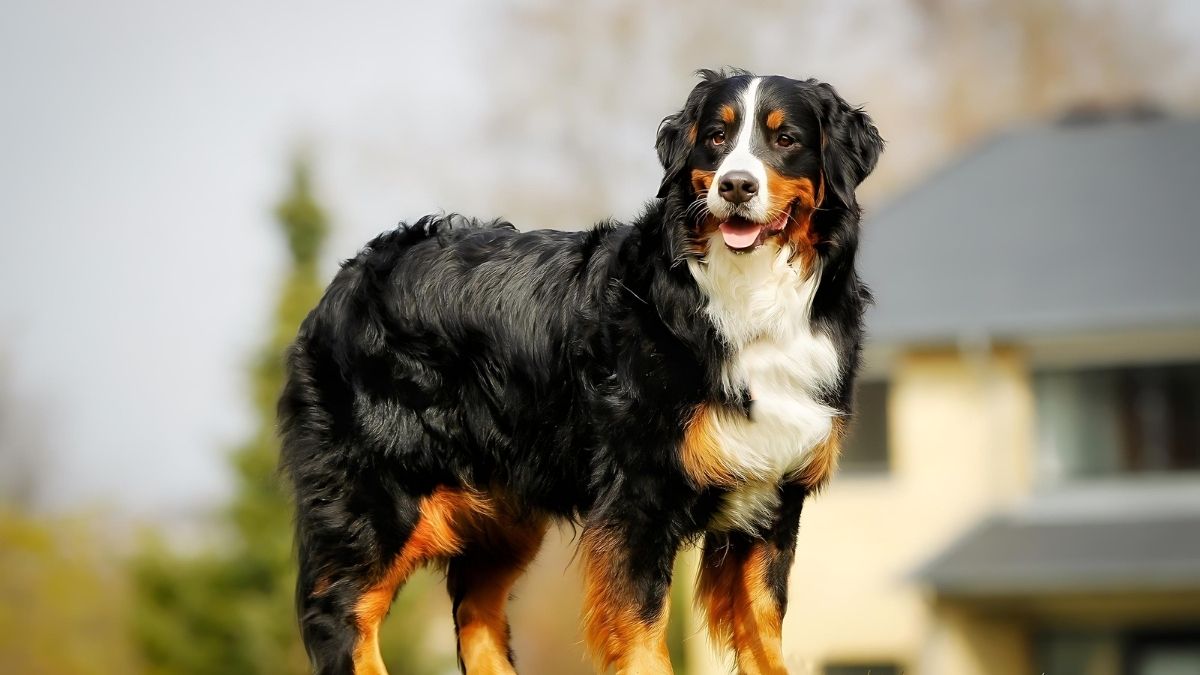 Top 10 Dog Breeds With The Highest Cancer Rate 8 Bernese Mountain Dog