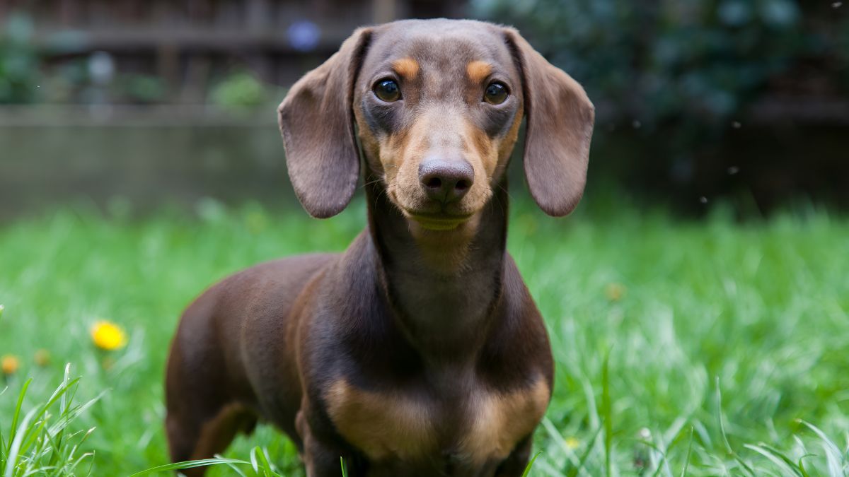 These 10 Dog Breeds Should NOT Be Around Small Children 8 Dachshund