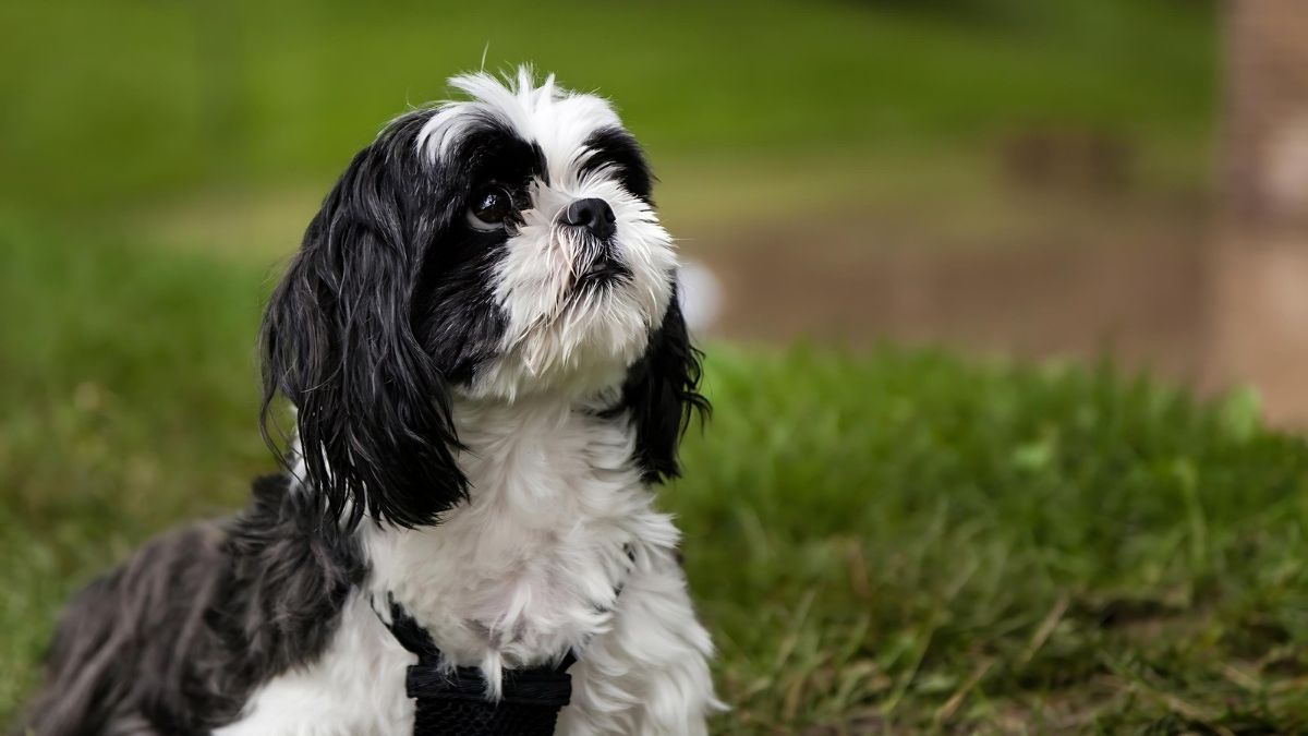 12 Dog Breeds That Live The Longest 10 Shih Tzu